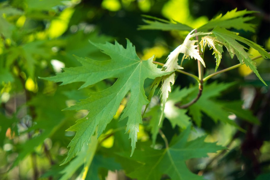 Клен сахаристый (серебристый)