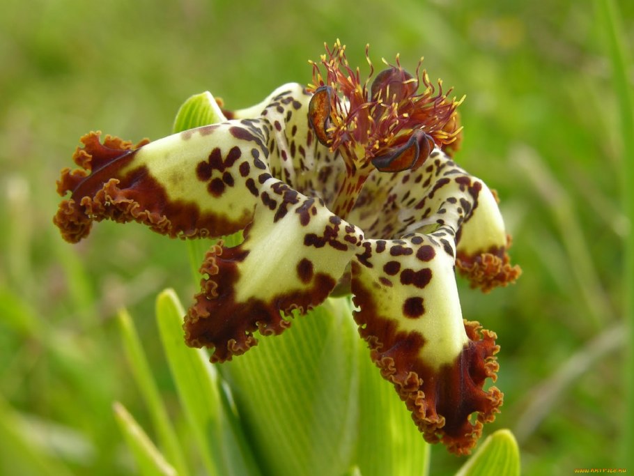 Феррария (Ferraria) crispa