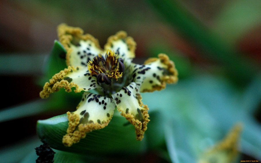 Феррария телефоны