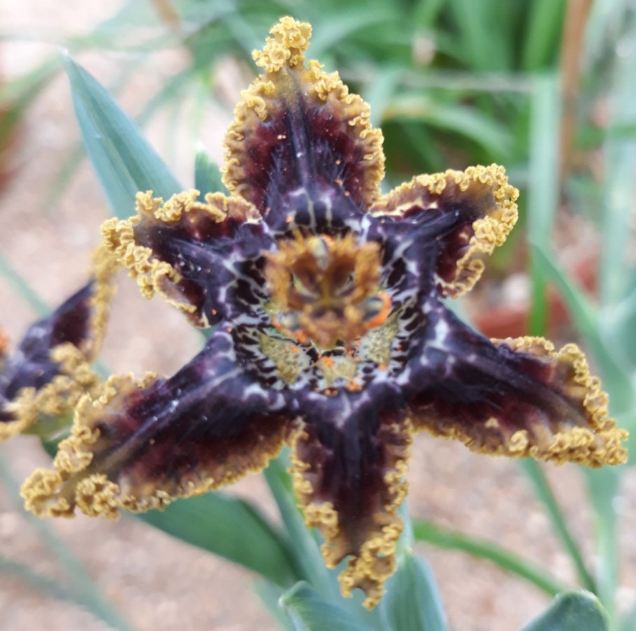 Феррария изнутри