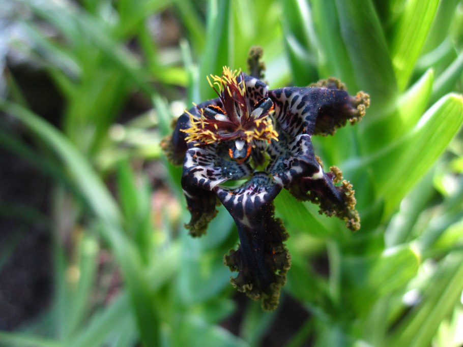 Феррария Ирис морская звезда