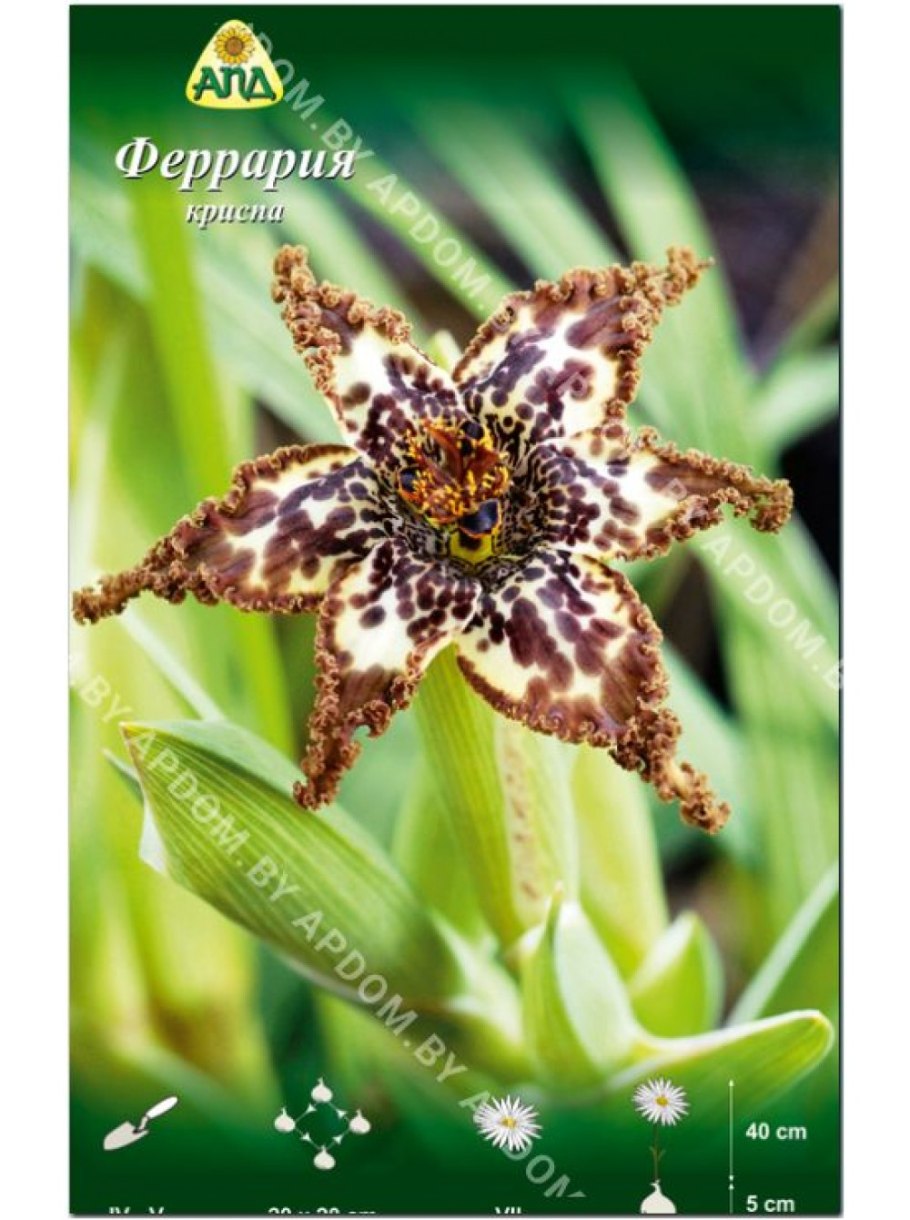 Феррария изнутри