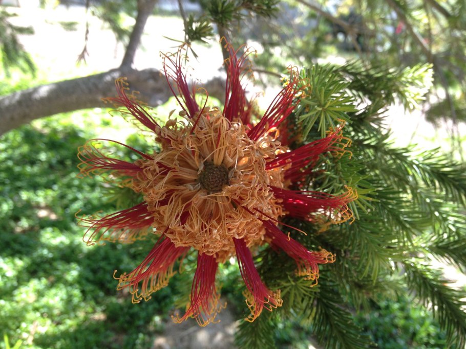 Romulea monadelpha-Ромулея Romulea monadelpha