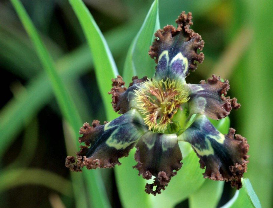 Горячий океан Азорские острова