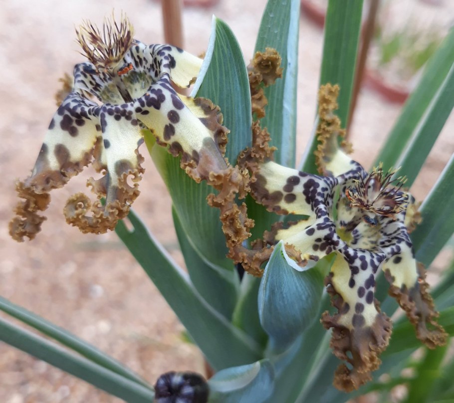 Феррария (Ferraria)