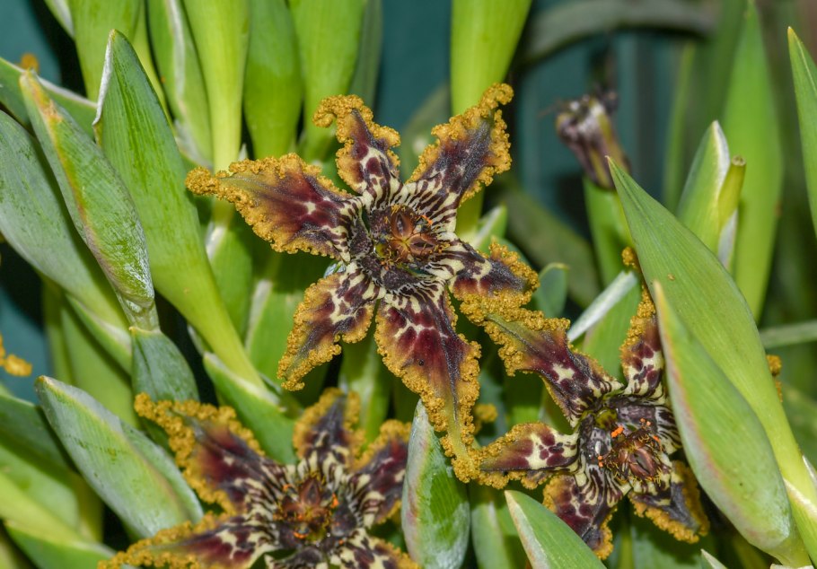 Феррария (Ferraria) crispa