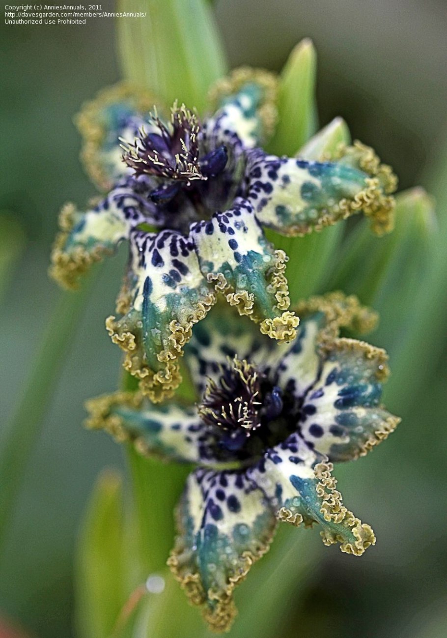 Феррария Криспа