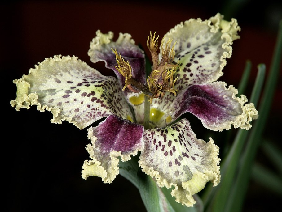 Ferraria crispa form a