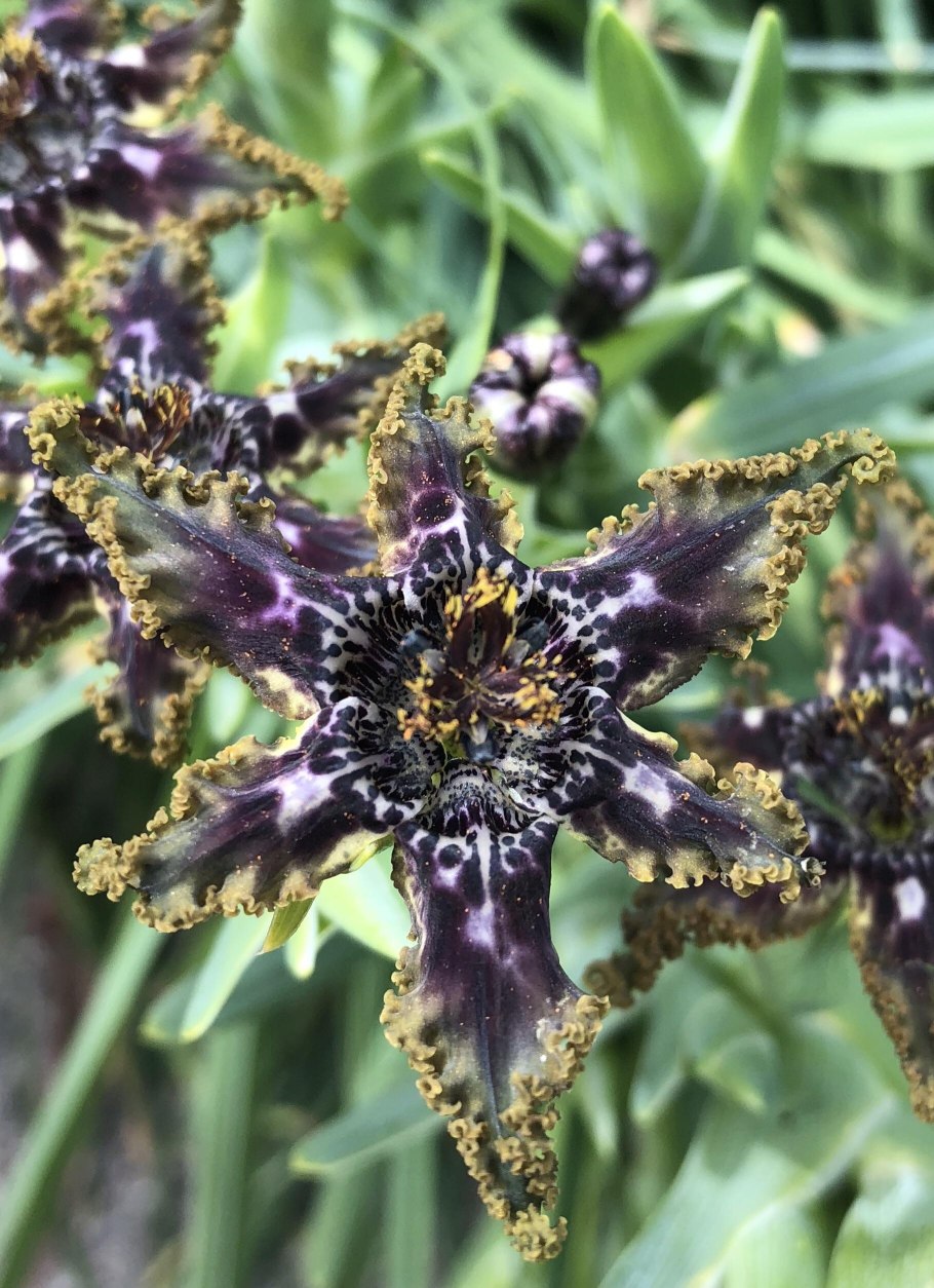 Феррария Ирис морская звезда