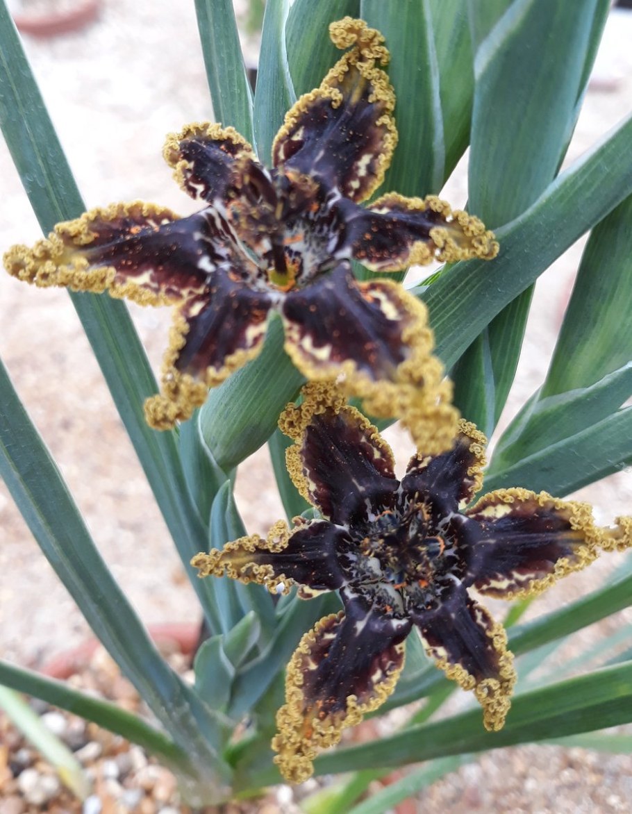 Феррария Криспа