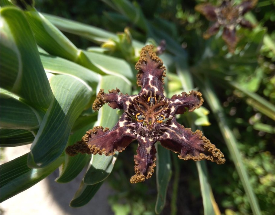 Ferraria crispa form a