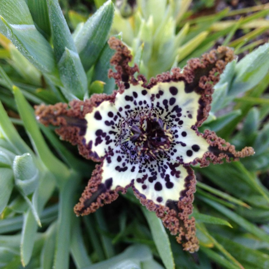 Феррария (Ferraria)