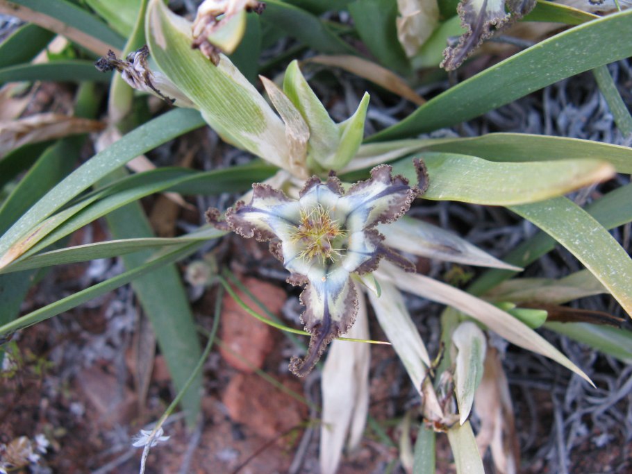 Тигридия Канариенсис