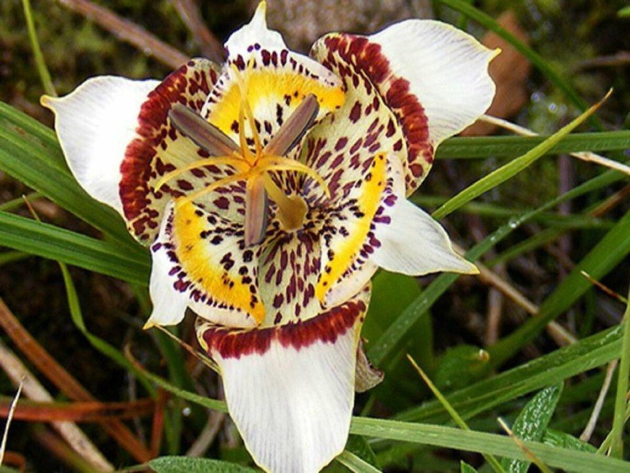 Тигридия Феррария