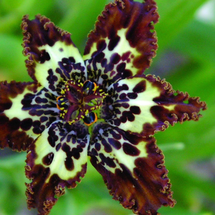 Лилия морская звезда Криспа