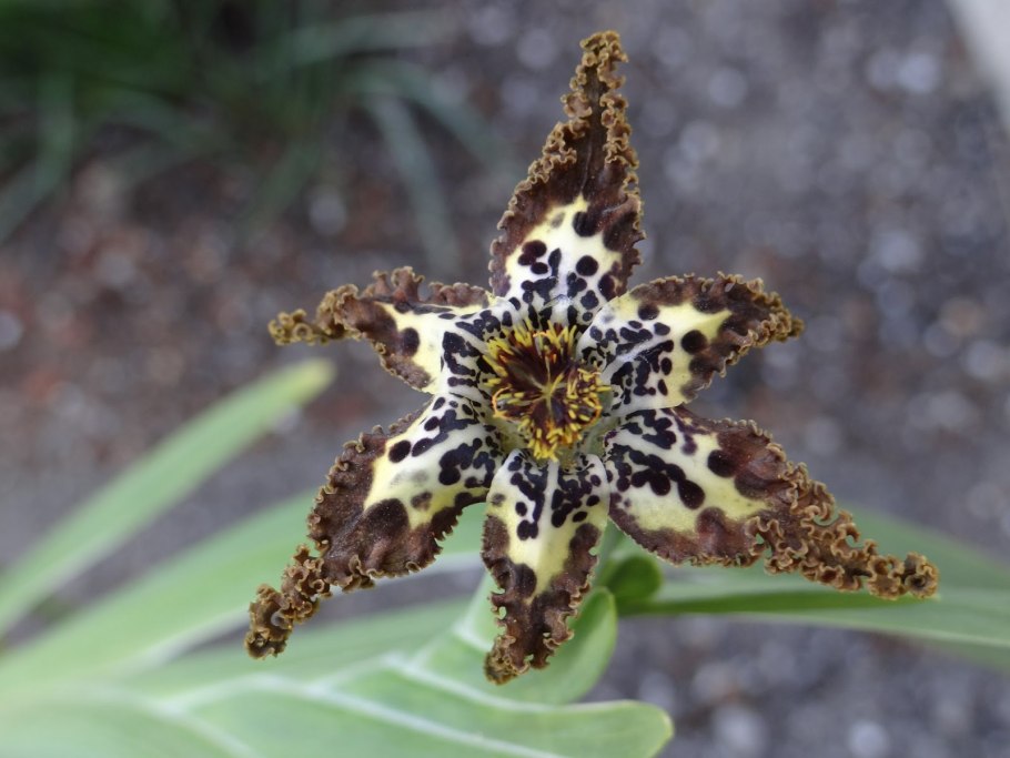 Феррария Криспа