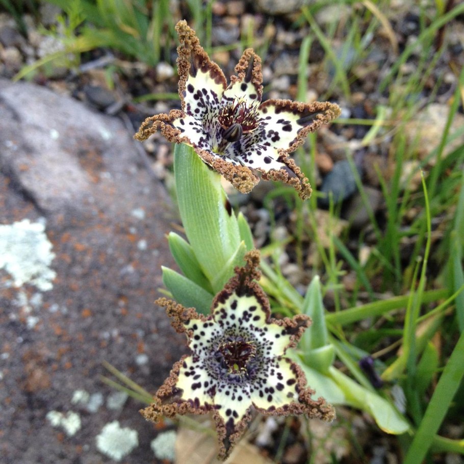 Феррария кудрявая