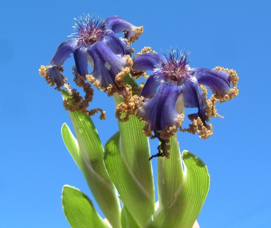 Тигридия грандифлора