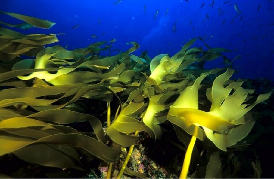 К низшим растениям относятся