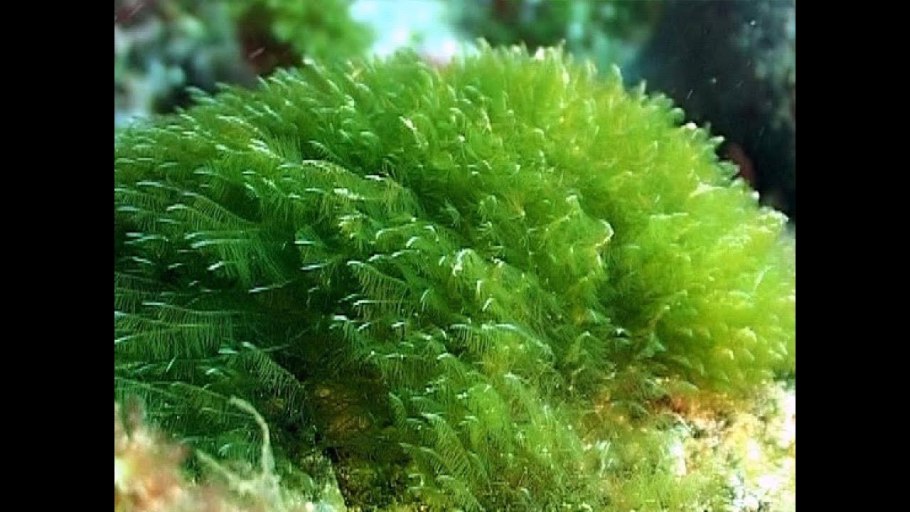 Macrocystis pyrifera