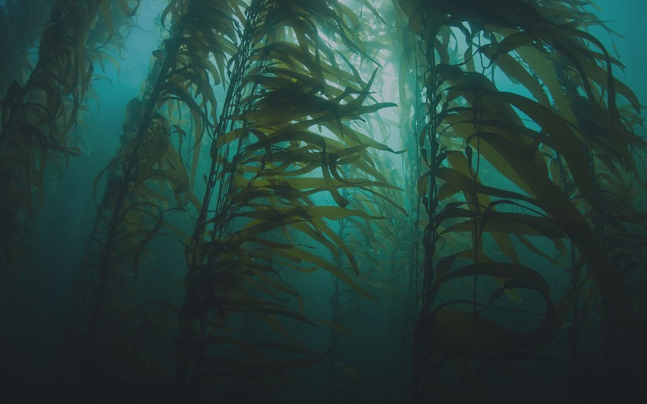Морские водоросли ламинария