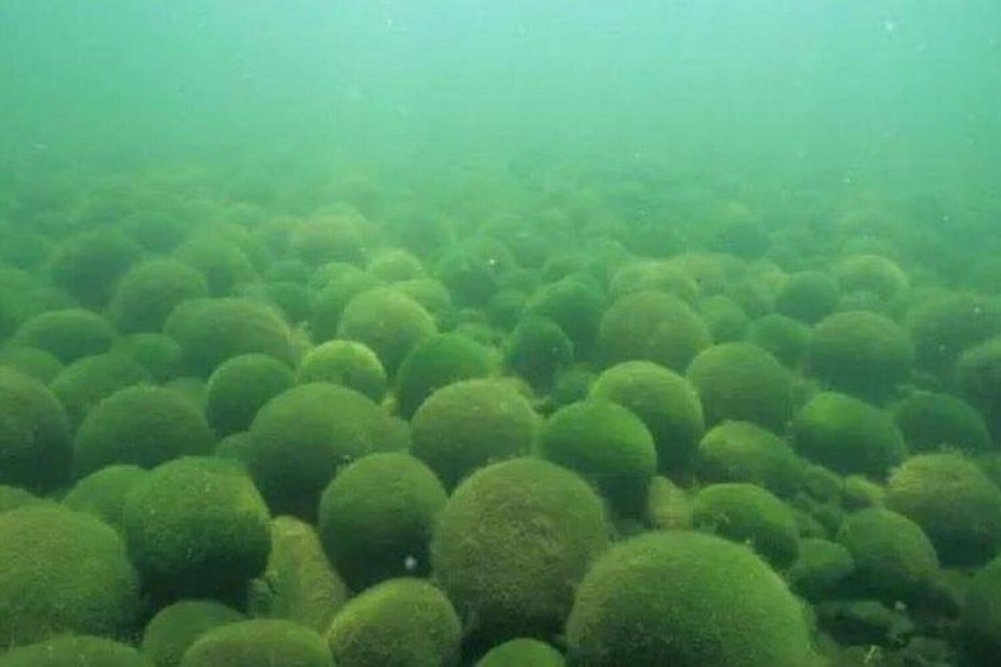 Морские растения