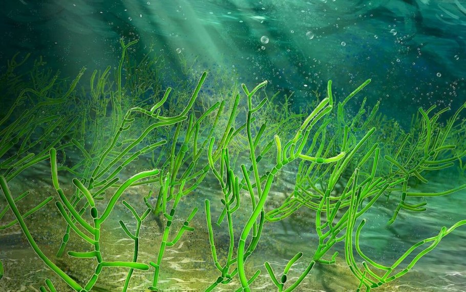 Водоросли Каньо Кристалес