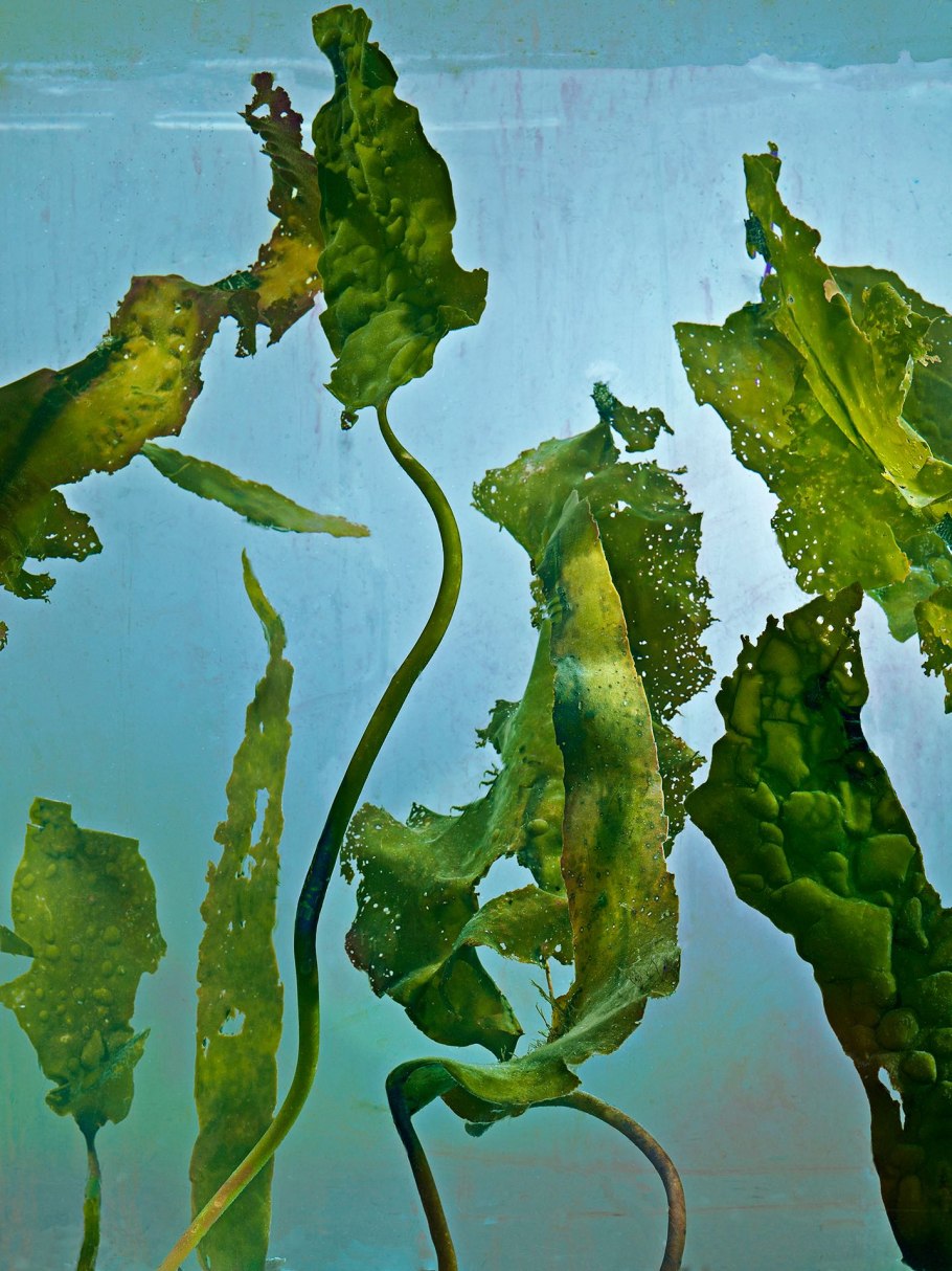 Морские водоросли ламинария