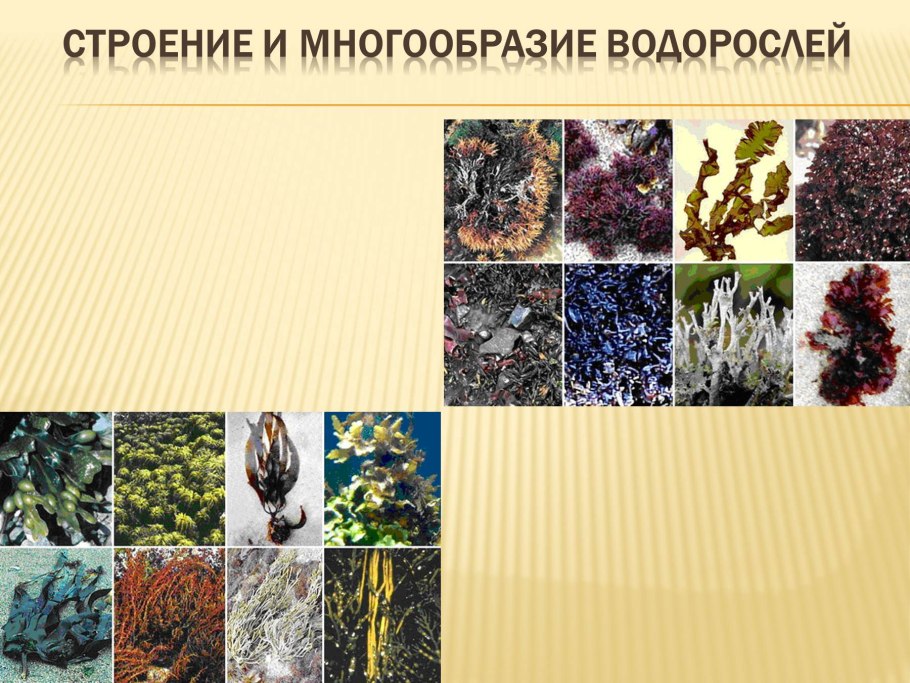 Каньо Кристалес водоросли зеленые