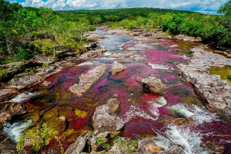 Многообразие водорослей 5 класс