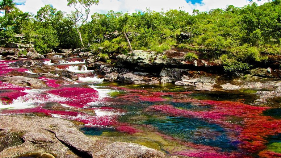 Nature's way, бурые водоросли Kelp
