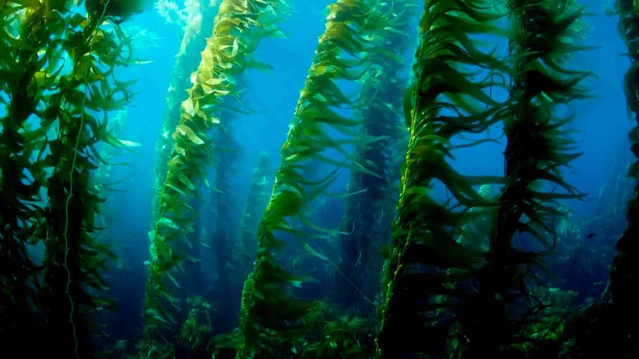 Зеленые водоросли Chlorophyta