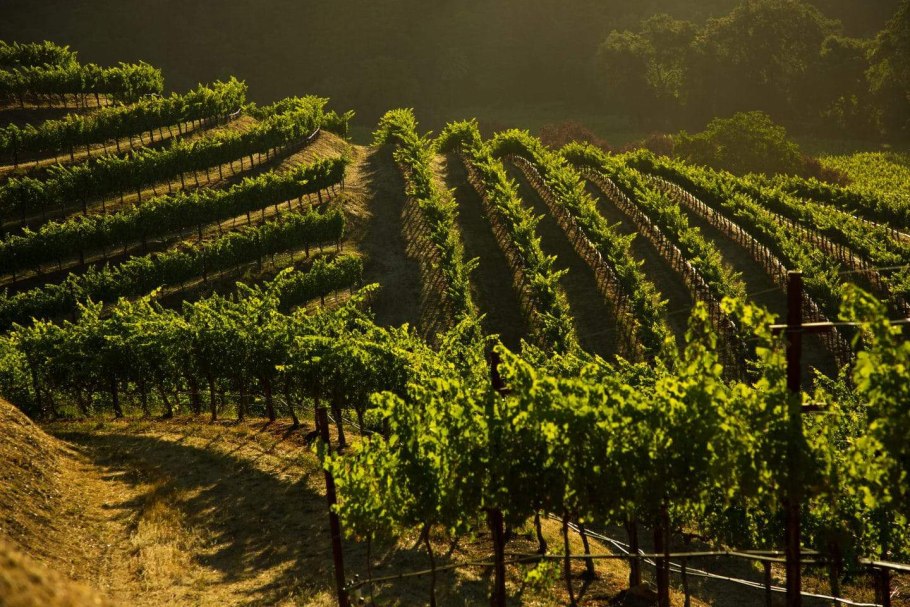 Долина Напа винодельни