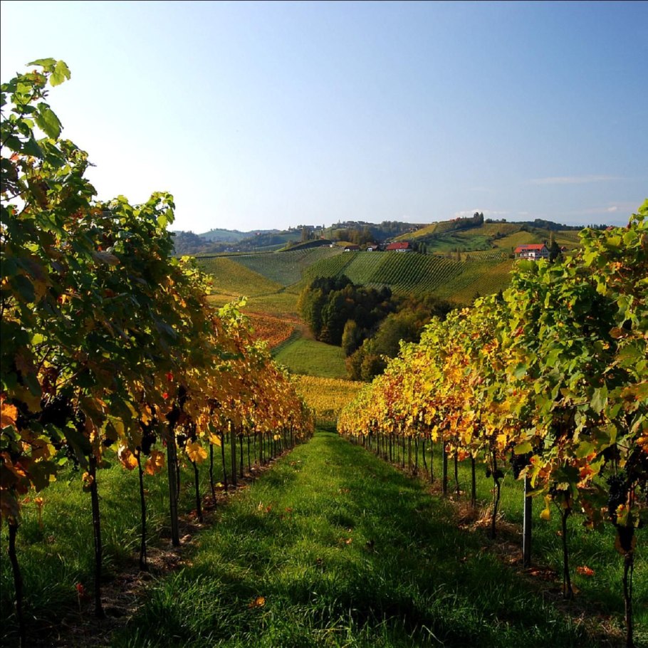 Виноградники Южной Штирии