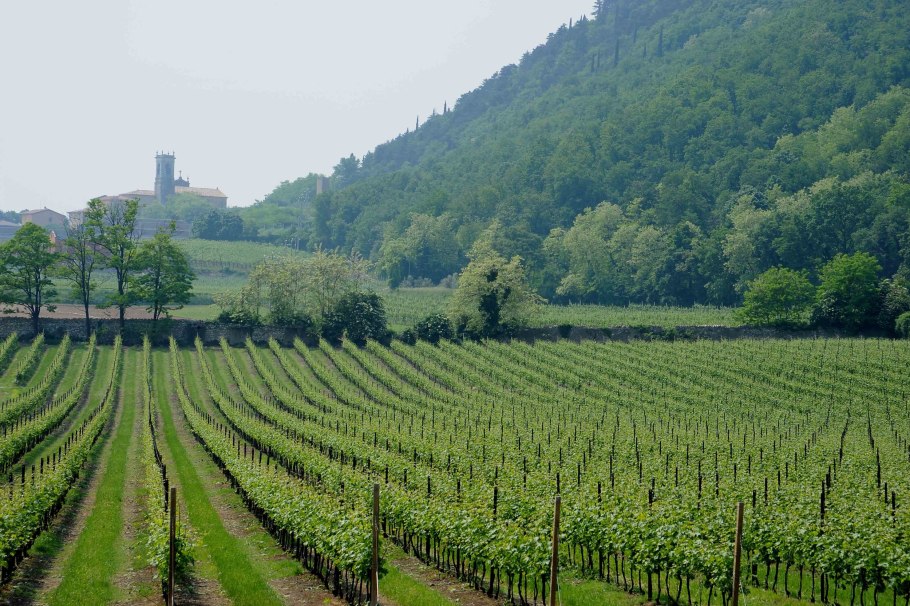 Виноградники в Дании