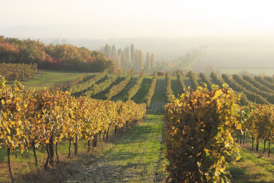 Кубань вино виноградники