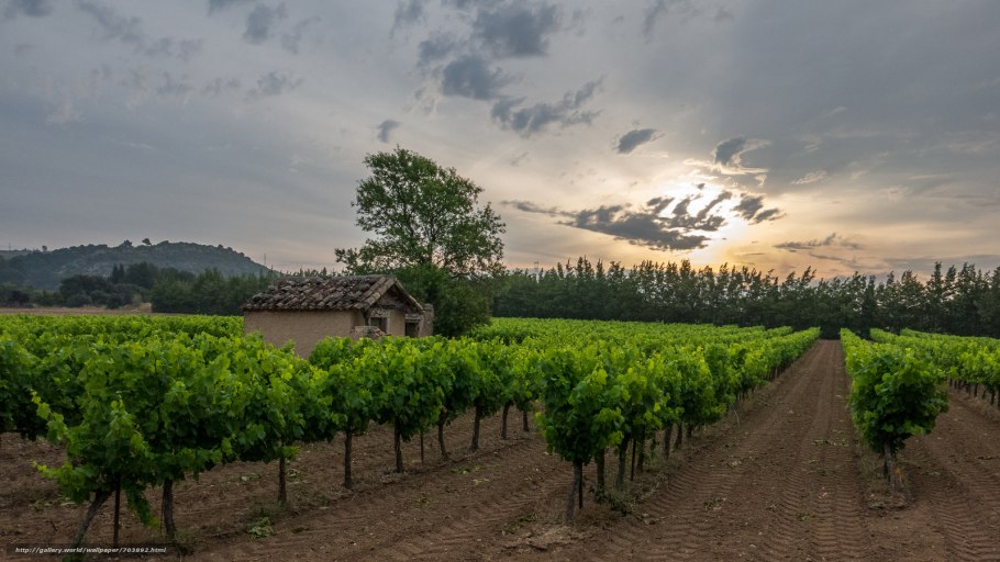 Горизонт виноградники Молдавии