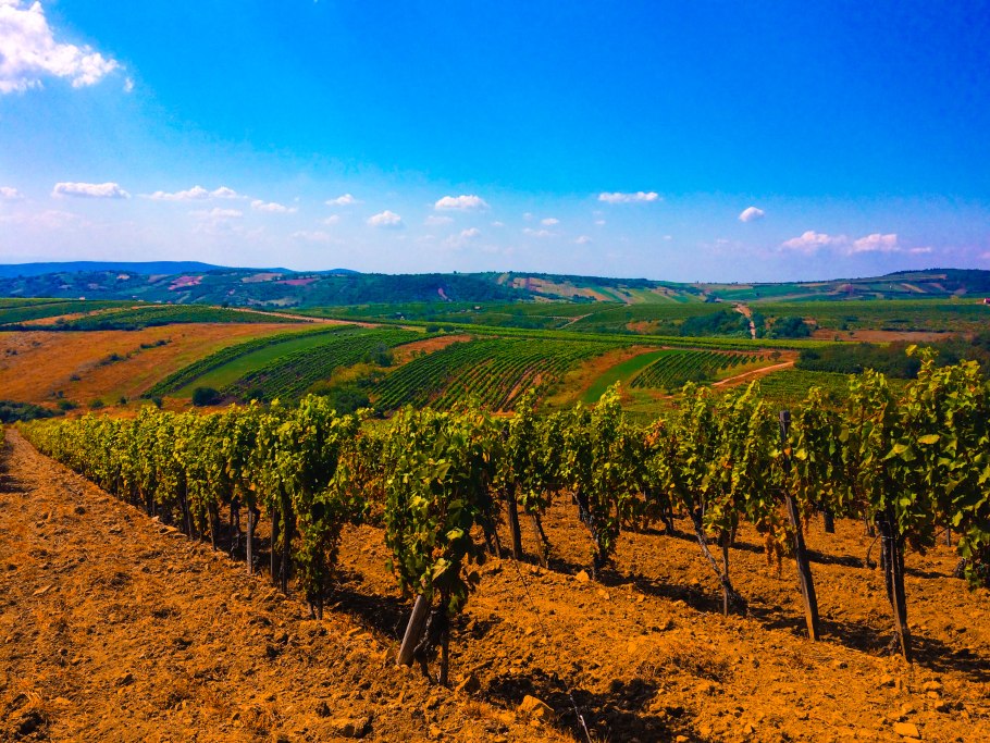 Виноградники Токай Венгрии