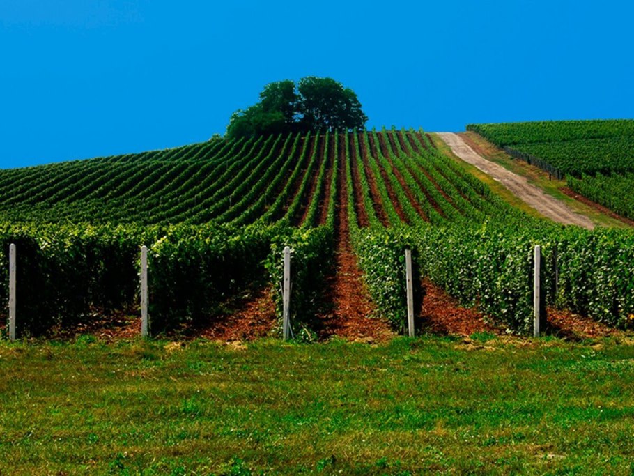 Поля Франции виноградники