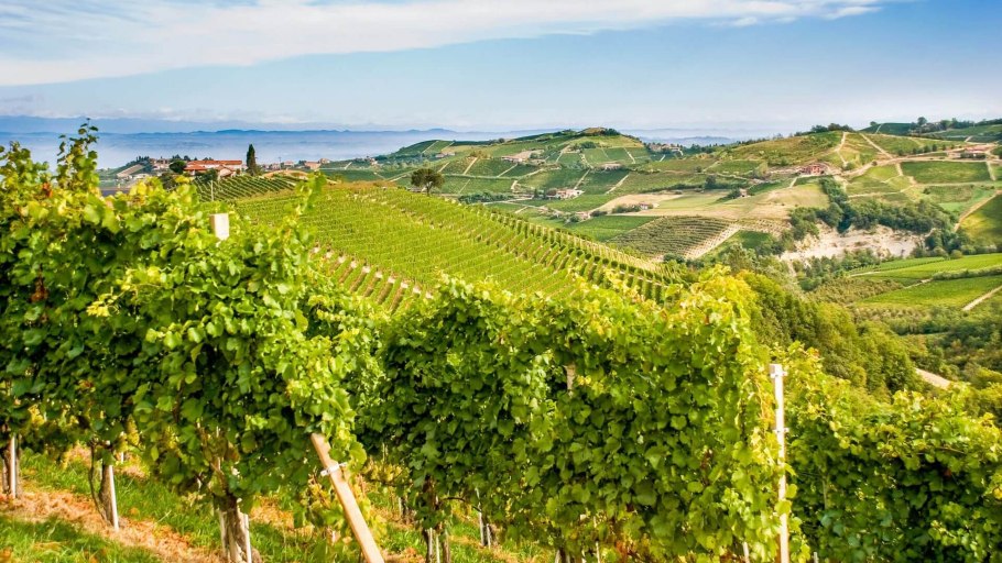 Пьемонт Италия виноградники
