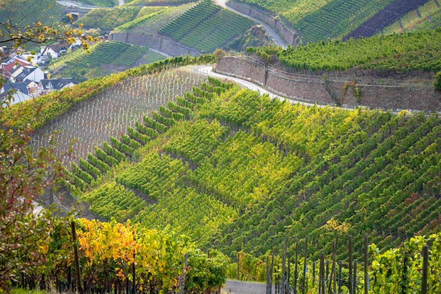 Плантации винограда в Греции