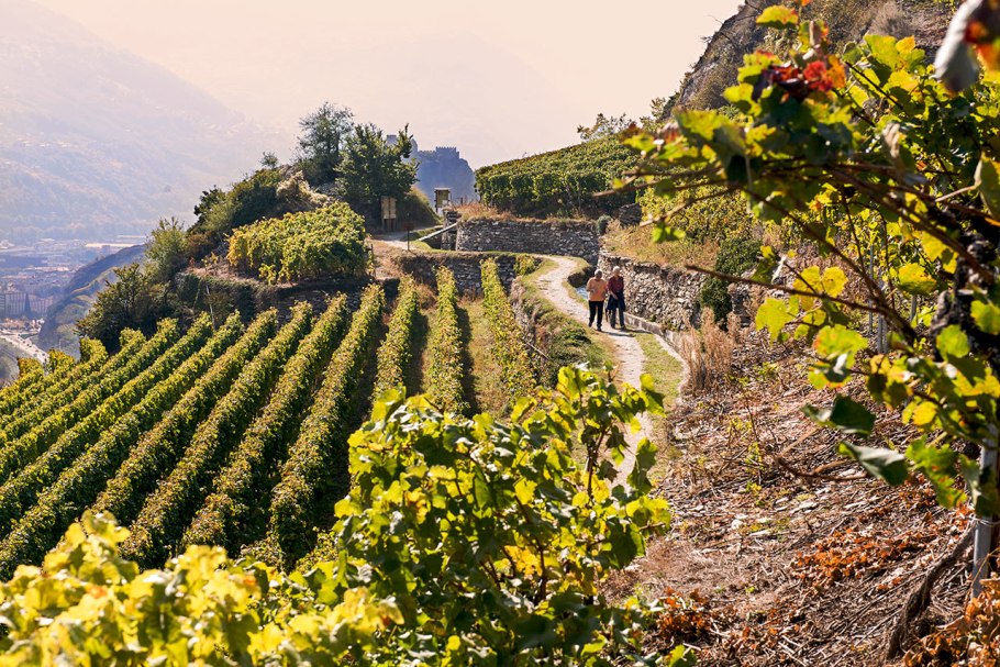 Далат виноградники