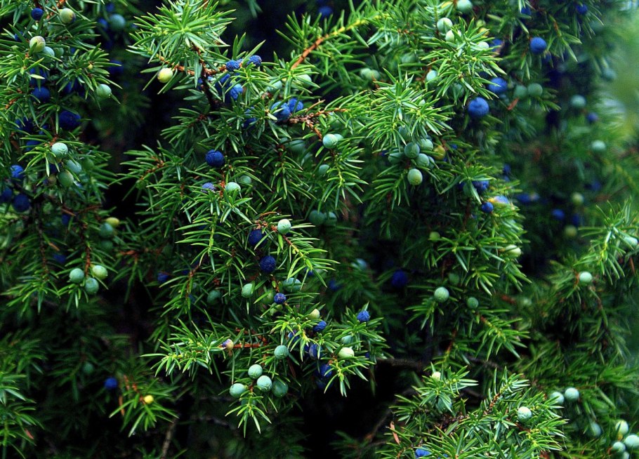 Можжевельник обыкновенный (Juniperus communis)