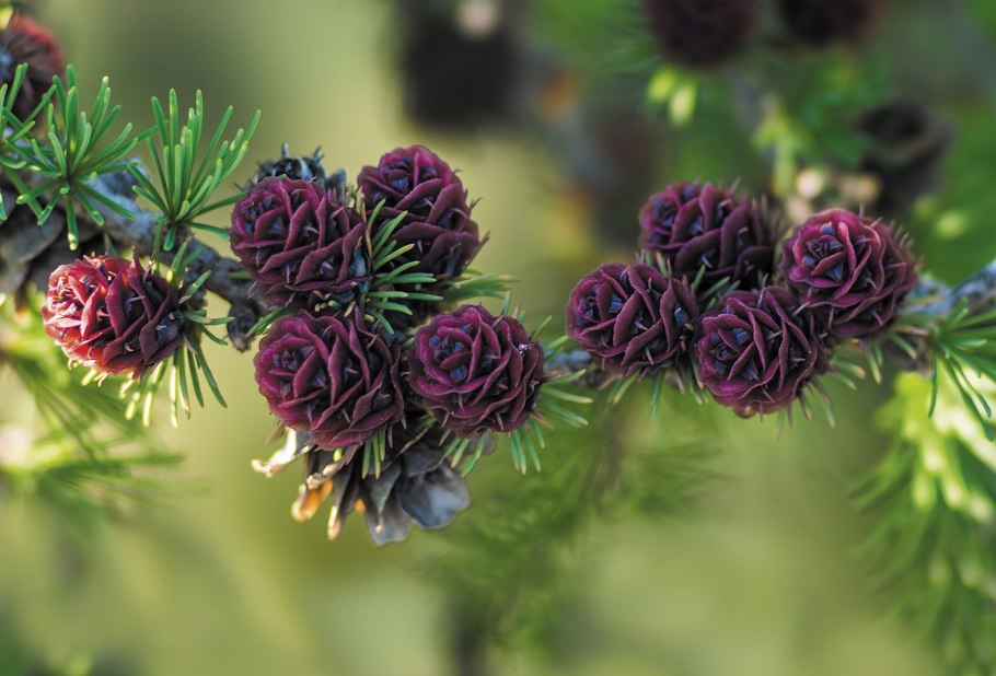 Цветущая лиственница Полярная роза