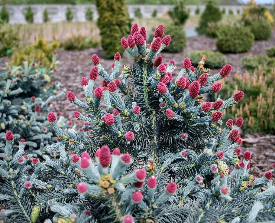 Ель колючая Hermann Naue