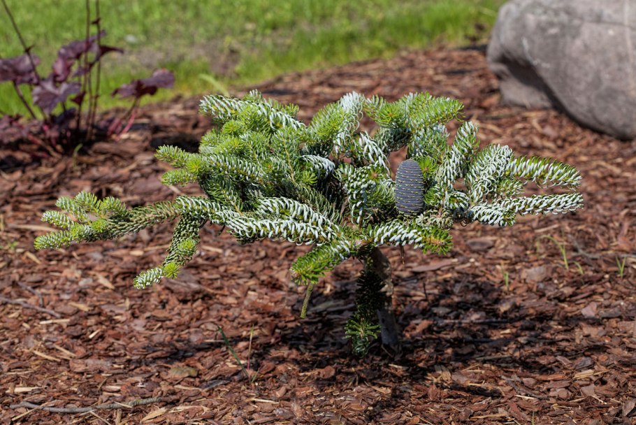 Мульчирование сосны обыкновенной