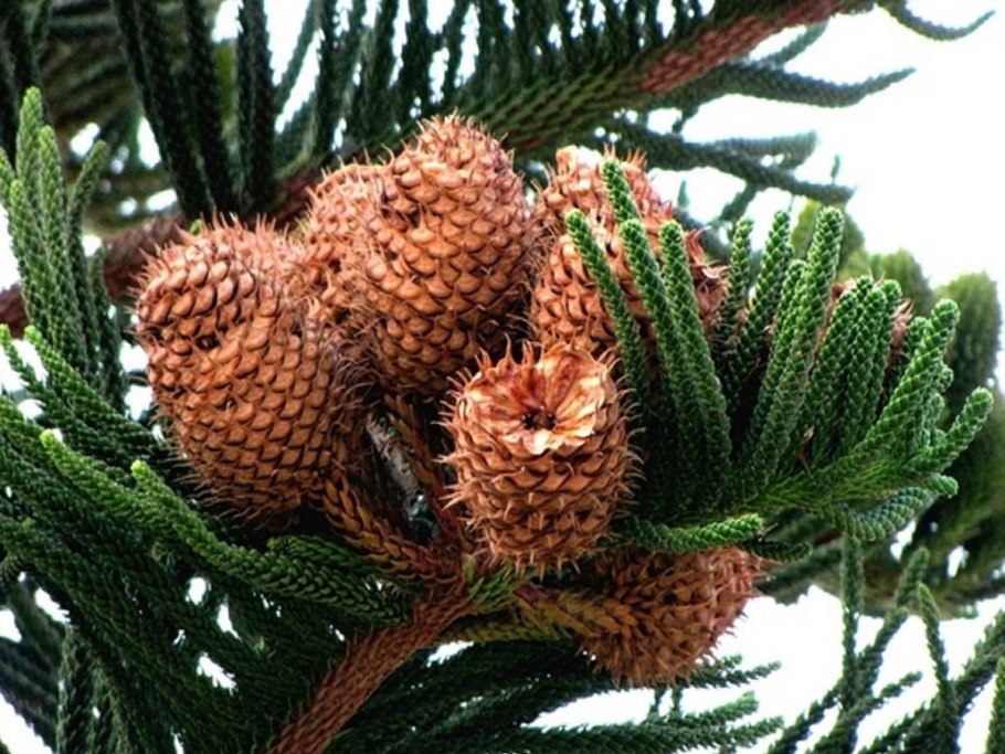 Араукария Чилийская Araucaria Araucana