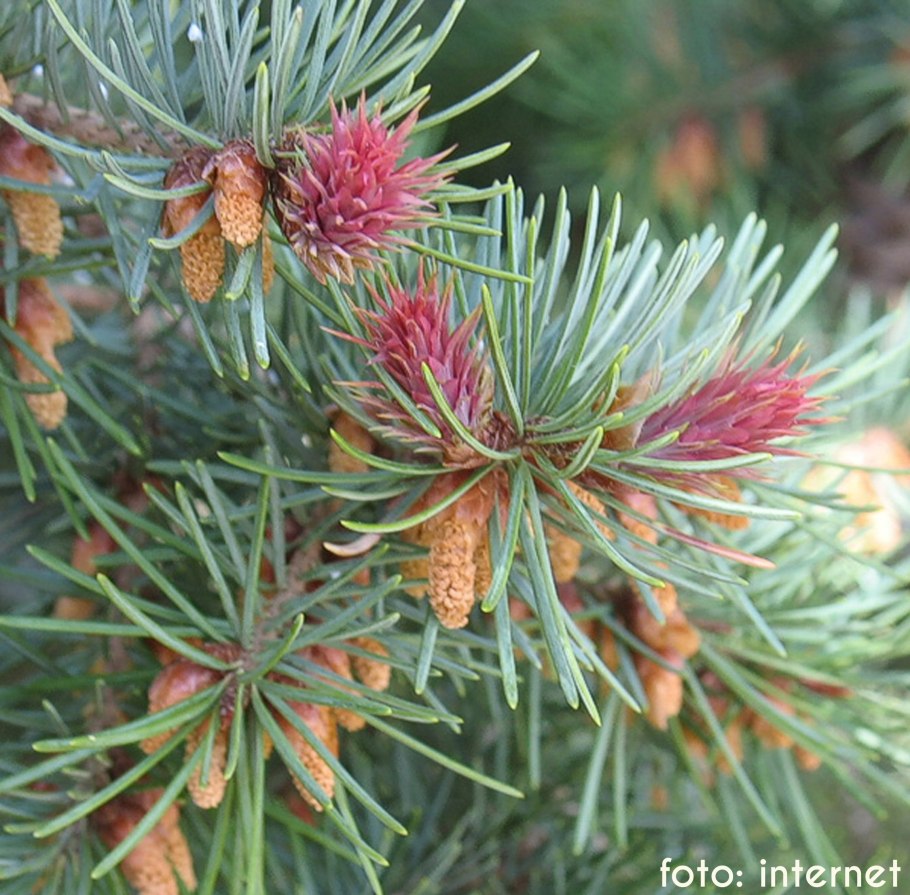 Псевдотсуга Мензиса сизая