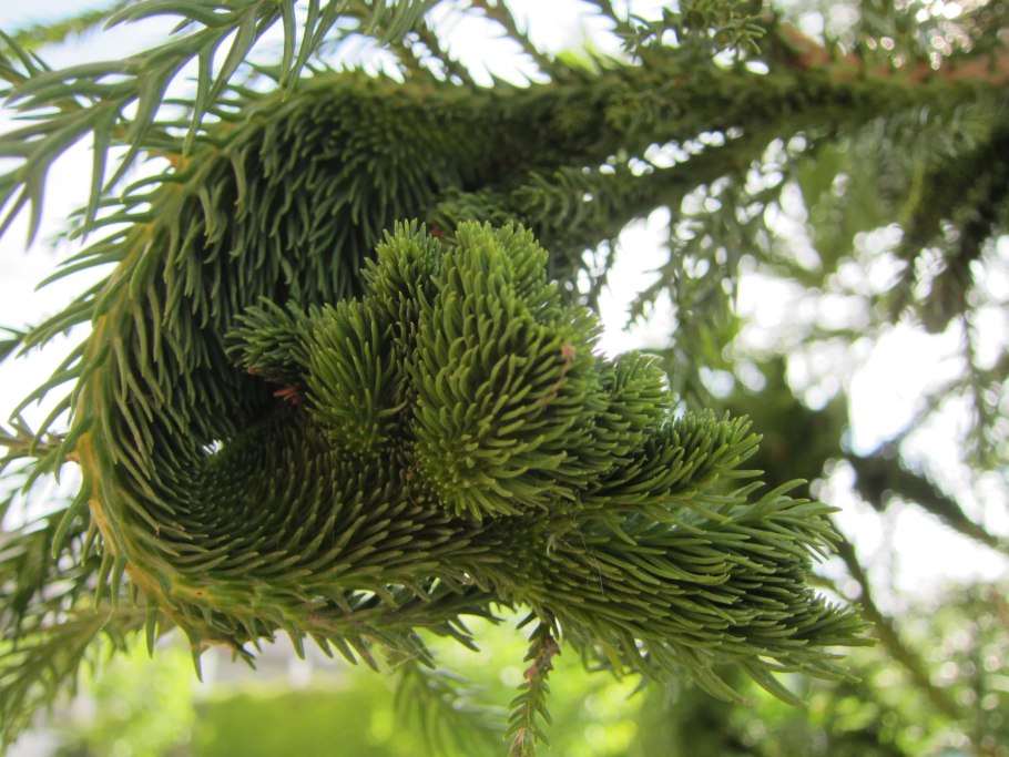 Криптомерия японская Cryptomeria japonica