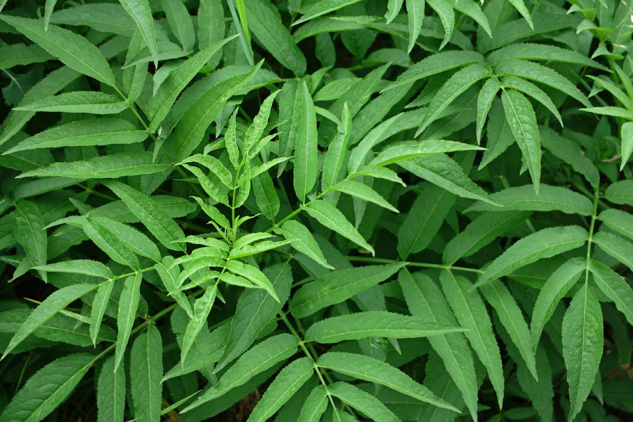 Бузина травянистая Бузина травянистая